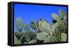 Prickly Pear Cactus (Opuntia Ficus-Indica, also known as Indian Fig Opuntia, Barbary Fig, Spineless-Zibedik-Framed Stretched Canvas