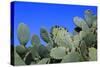 Prickly Pear Cactus (Opuntia Ficus-Indica, also known as Indian Fig Opuntia, Barbary Fig, Spineless-Zibedik-Stretched Canvas