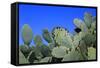 Prickly Pear Cactus (Opuntia Ficus-Indica, also known as Indian Fig Opuntia, Barbary Fig, Spineless-Zibedik-Framed Stretched Canvas