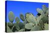 Prickly Pear Cactus (Opuntia Ficus-Indica, also known as Indian Fig Opuntia, Barbary Fig, Spineless-Zibedik-Stretched Canvas