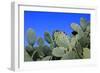 Prickly Pear Cactus (Opuntia Ficus-Indica, also known as Indian Fig Opuntia, Barbary Fig, Spineless-Zibedik-Framed Photographic Print