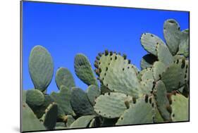 Prickly Pear Cactus (Opuntia Ficus-Indica, also known as Indian Fig Opuntia, Barbary Fig, Spineless-Zibedik-Mounted Photographic Print