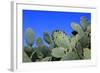 Prickly Pear Cactus (Opuntia Ficus-Indica, also known as Indian Fig Opuntia, Barbary Fig, Spineless-Zibedik-Framed Photographic Print