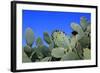 Prickly Pear Cactus (Opuntia Ficus-Indica, also known as Indian Fig Opuntia, Barbary Fig, Spineless-Zibedik-Framed Photographic Print