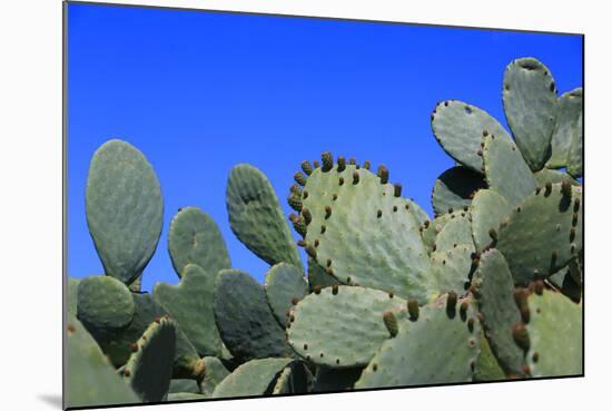 Prickly Pear Cactus (Opuntia Ficus-Indica, also known as Indian Fig Opuntia, Barbary Fig, Spineless-Zibedik-Mounted Photographic Print