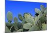 Prickly Pear Cactus (Opuntia Ficus-Indica, also known as Indian Fig Opuntia, Barbary Fig, Spineless-Zibedik-Mounted Photographic Print