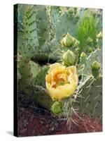 Prickly Pear Cactus (Opuntia Sp.)-Tony Craddock-Stretched Canvas