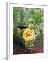 Prickly Pear Cactus (Opuntia Sp.)-Tony Craddock-Framed Photographic Print