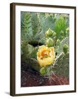 Prickly Pear Cactus (Opuntia Sp.)-Tony Craddock-Framed Photographic Print