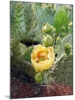 Prickly Pear Cactus (Opuntia Sp.)-Tony Craddock-Mounted Photographic Print