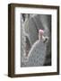 Prickly Pear Cactus (Opuntia)-Martin Child-Framed Photographic Print