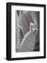 Prickly Pear Cactus (Opuntia)-Martin Child-Framed Photographic Print