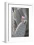 Prickly Pear Cactus (Opuntia)-Martin Child-Framed Photographic Print