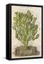 Prickly Pear Cactus or Indian Fig Opuntia-null-Framed Stretched Canvas
