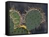 Prickly Pear Cactus, Saguaro National Park, Tucson, Arizona, USA-Merrill Images-Framed Stretched Canvas