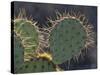Prickly Pear Cactus, Saguaro National Park, Tucson, Arizona, USA-Merrill Images-Stretched Canvas