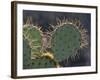 Prickly Pear Cactus, Saguaro National Park, Tucson, Arizona, USA-Merrill Images-Framed Photographic Print