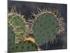 Prickly Pear Cactus, Saguaro National Park, Tucson, Arizona, USA-Merrill Images-Mounted Photographic Print