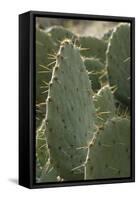 Prickly-Pear Cactus Spines in Southern New Mexico-null-Framed Stretched Canvas