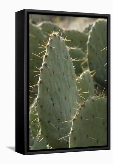Prickly-Pear Cactus Spines in Southern New Mexico-null-Framed Stretched Canvas