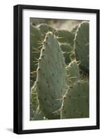 Prickly-Pear Cactus Spines in Southern New Mexico-null-Framed Photographic Print