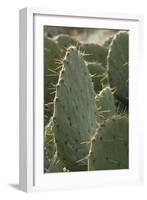 Prickly-Pear Cactus Spines in Southern New Mexico-null-Framed Photographic Print