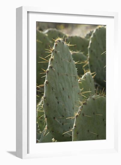 Prickly-Pear Cactus Spines in Southern New Mexico-null-Framed Photographic Print