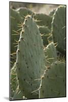 Prickly-Pear Cactus Spines in Southern New Mexico-null-Mounted Photographic Print