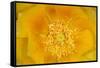 Prickly Pear Cactus stamen and petals of flower, USA-Suzi Eszterhas-Framed Stretched Canvas