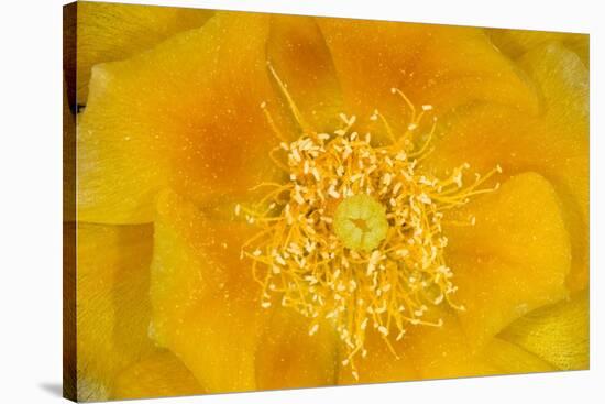Prickly Pear Cactus stamen and petals of flower, USA-Suzi Eszterhas-Stretched Canvas