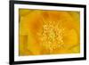 Prickly Pear Cactus stamen and petals of flower, USA-Suzi Eszterhas-Framed Photographic Print