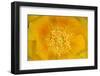 Prickly Pear Cactus stamen and petals of flower, USA-Suzi Eszterhas-Framed Photographic Print