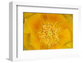 Prickly Pear Cactus stamen and petals of flower, USA-Suzi Eszterhas-Framed Photographic Print