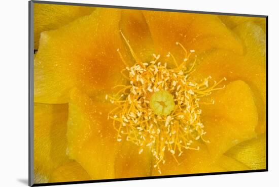 Prickly Pear Cactus stamen and petals of flower, USA-Suzi Eszterhas-Mounted Photographic Print