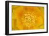 Prickly Pear Cactus stamen and petals of flower, USA-Suzi Eszterhas-Framed Photographic Print