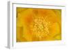 Prickly Pear Cactus stamen and petals of flower, USA-Suzi Eszterhas-Framed Photographic Print