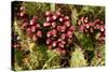 Prickly Pear Cactus, Tenerife, Canary Islands, 2007-Peter Thompson-Stretched Canvas