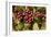 Prickly Pear Cactus, Tenerife, Canary Islands, 2007-Peter Thompson-Framed Photographic Print