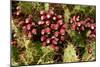 Prickly Pear Cactus, Tenerife, Canary Islands, 2007-Peter Thompson-Mounted Photographic Print