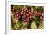 Prickly Pear Cactus, Tenerife, Canary Islands, 2007-Peter Thompson-Framed Photographic Print