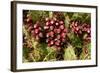 Prickly Pear Cactus, Tenerife, Canary Islands, 2007-Peter Thompson-Framed Photographic Print