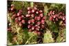 Prickly Pear Cactus, Tenerife, Canary Islands, 2007-Peter Thompson-Mounted Photographic Print