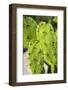 Prickly Pear cactus, USA-Lisa Engelbrecht-Framed Photographic Print