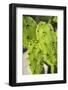 Prickly Pear cactus, USA-Lisa Engelbrecht-Framed Photographic Print