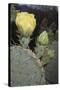Prickly Pear Cactus-DLILLC-Stretched Canvas