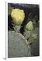 Prickly Pear Cactus-DLILLC-Framed Premium Photographic Print