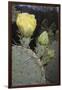 Prickly Pear Cactus-DLILLC-Framed Premium Photographic Print