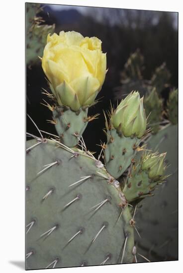 Prickly Pear Cactus-DLILLC-Mounted Premium Photographic Print