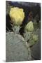 Prickly Pear Cactus-DLILLC-Mounted Premium Photographic Print