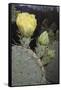 Prickly Pear Cactus-DLILLC-Framed Stretched Canvas